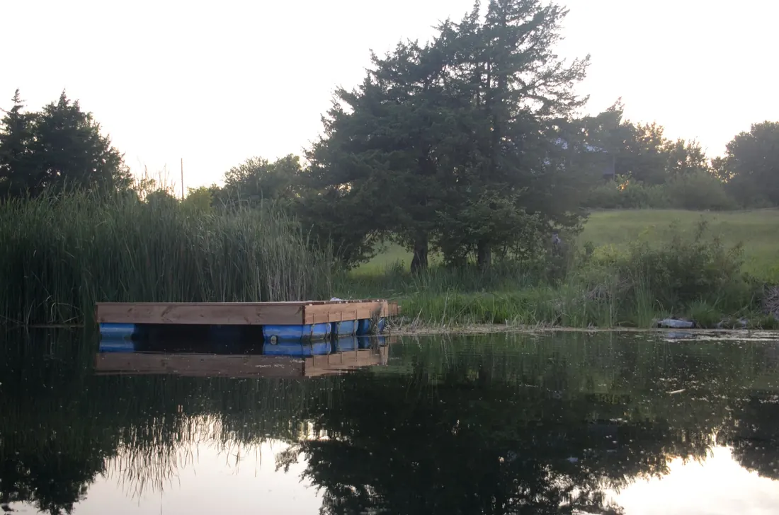 Floating dock beyond a stand of cattails on a farm pond