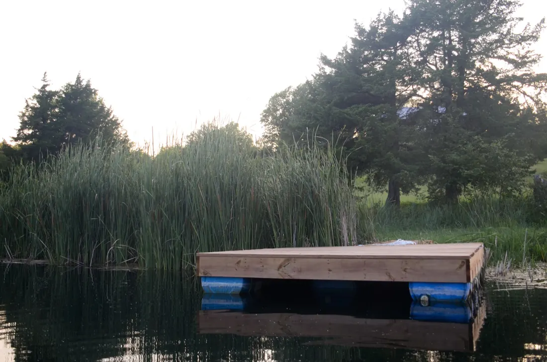 Floating dock seen past the reeds on a still farm pond