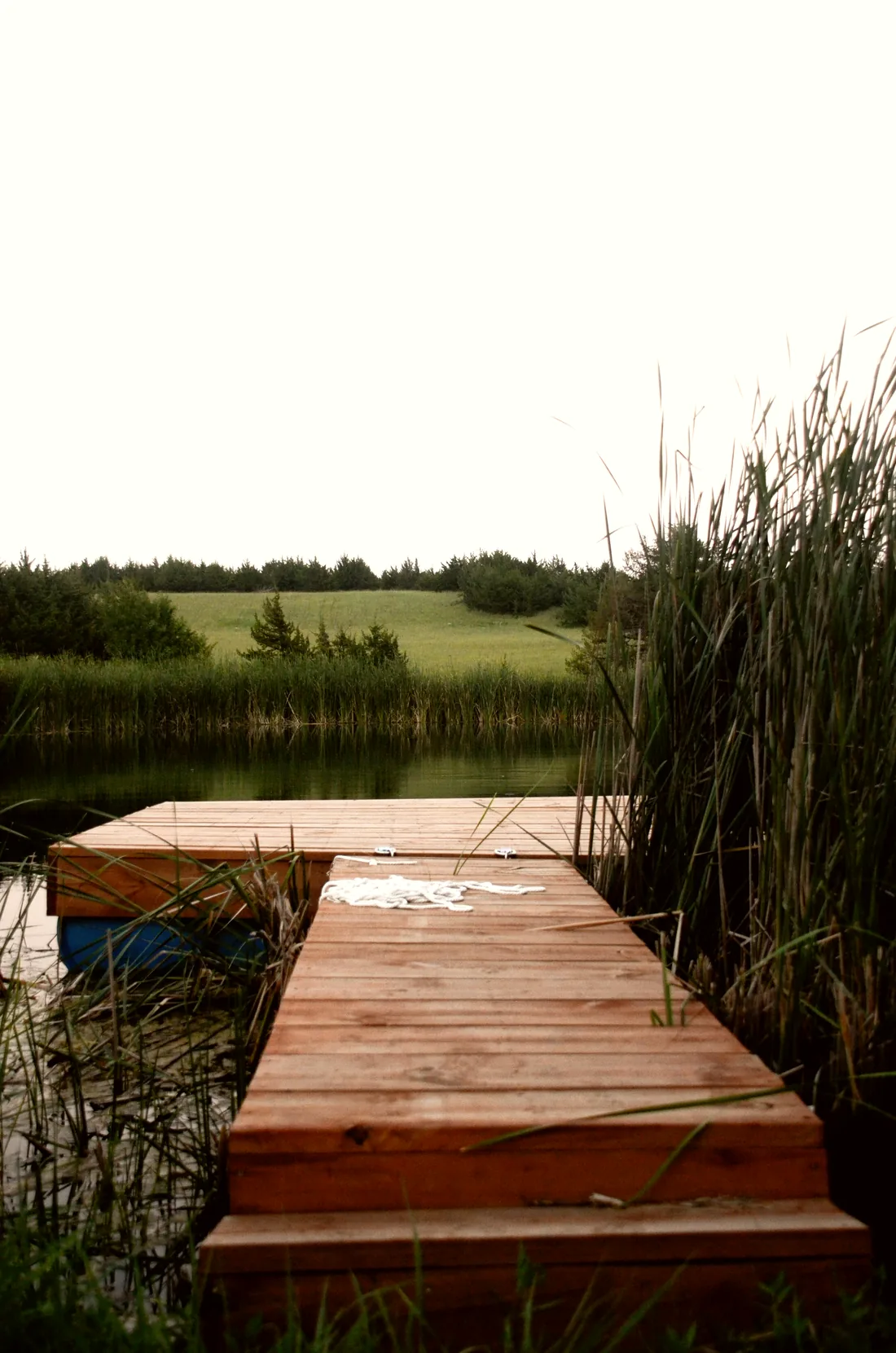 Plank walkway running out through the cattails to a floating dock